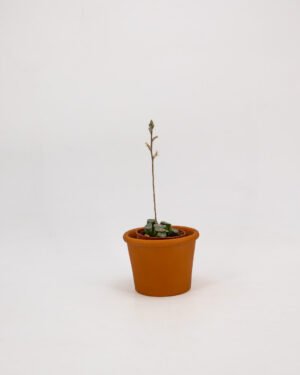 Haworthia truncata var. maughanii