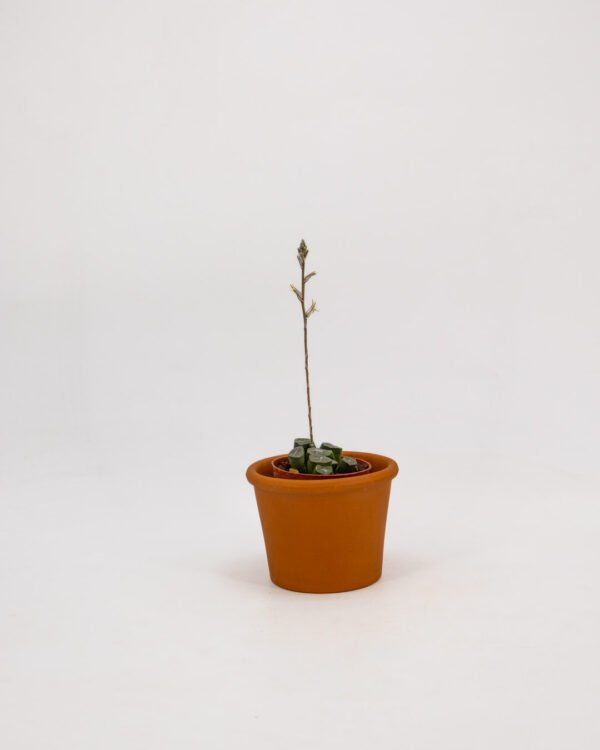 Haworthia truncata var. maughanii - immagine 1