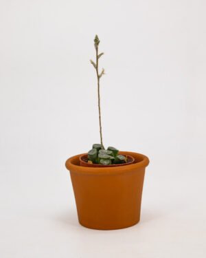 Haworthia truncata var. maughanii - immagine 3