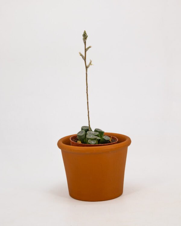 Haworthia truncata var. maughanii - immagine 3