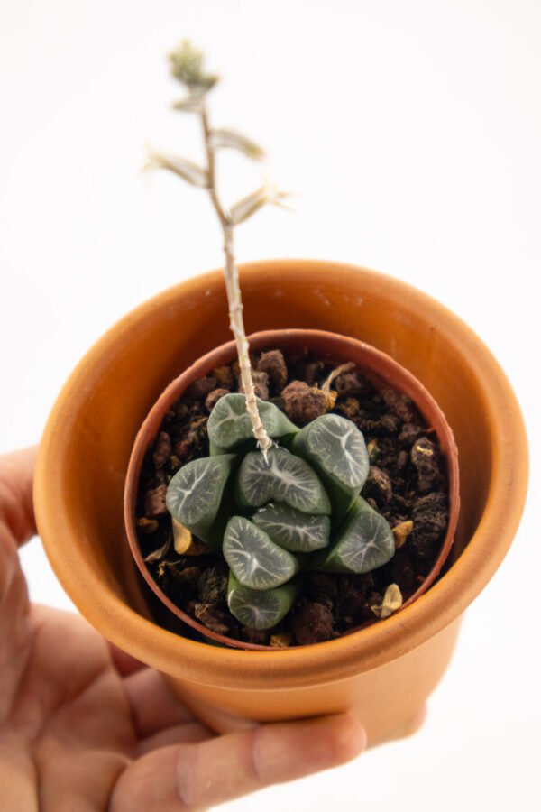Haworthia truncata var. maughanii - immagine 2