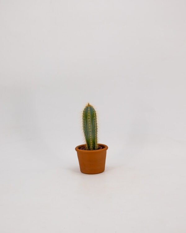 Cactus - immagine 1