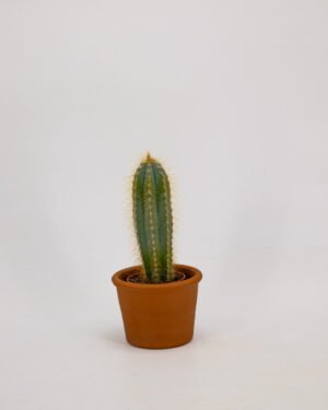 Cactus - immagine 4