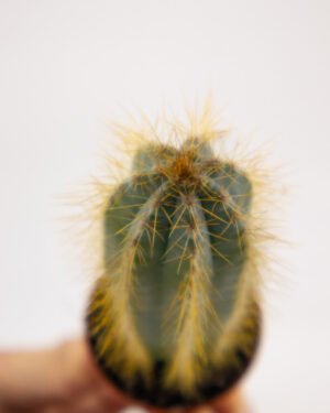 Cactus - immagine 2