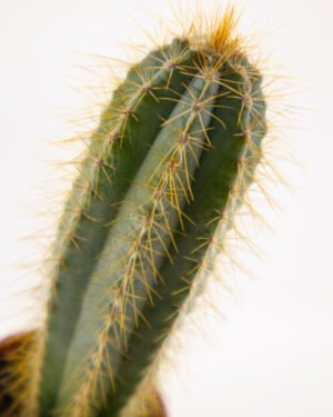 Cactus - immagine 3