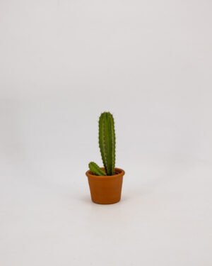 Polaskia chichipe