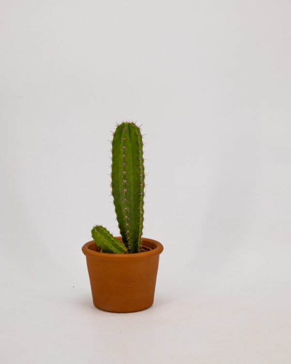 Polaskia chichipe - immagine 3