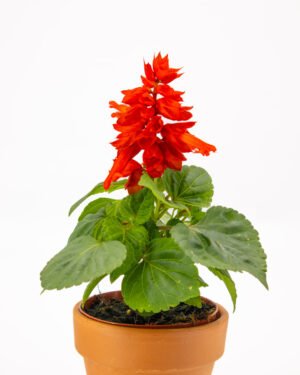 Salvia splendida - immagine 2