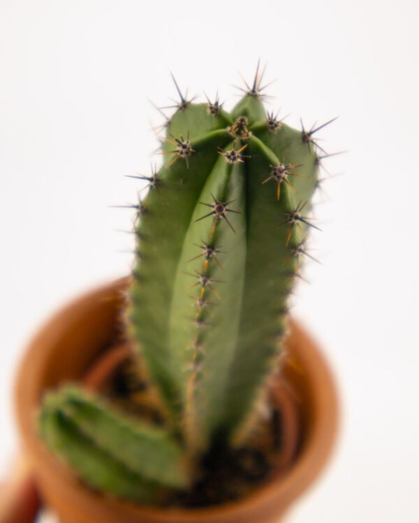 Polaskia chichipe - immagine 4