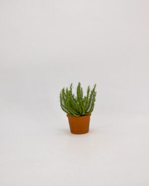 Euphorbiam mammillaris