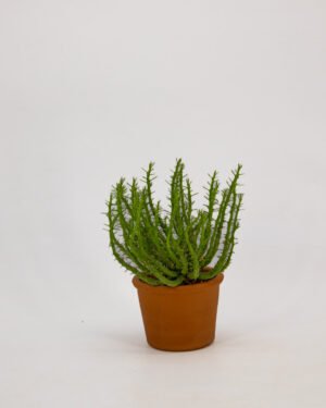 Euphorbiam mammillaris - immagine 3