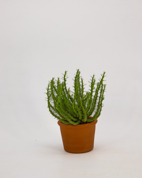 Euphorbiam mammillaris - immagine 3