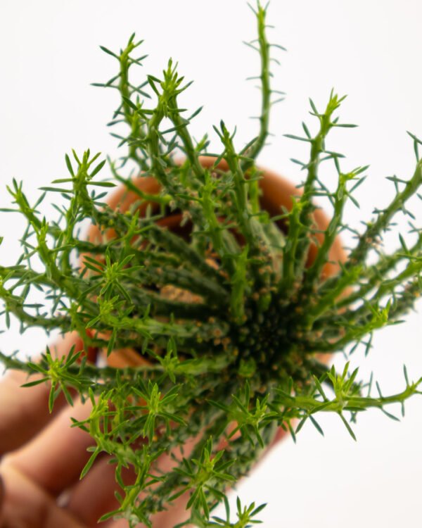 Euphorbiam mammillaris - immagine 2