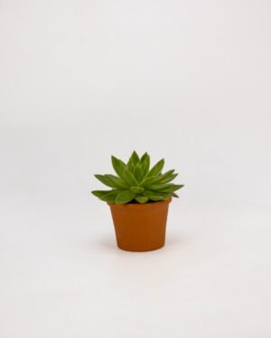Echeveria agavoides