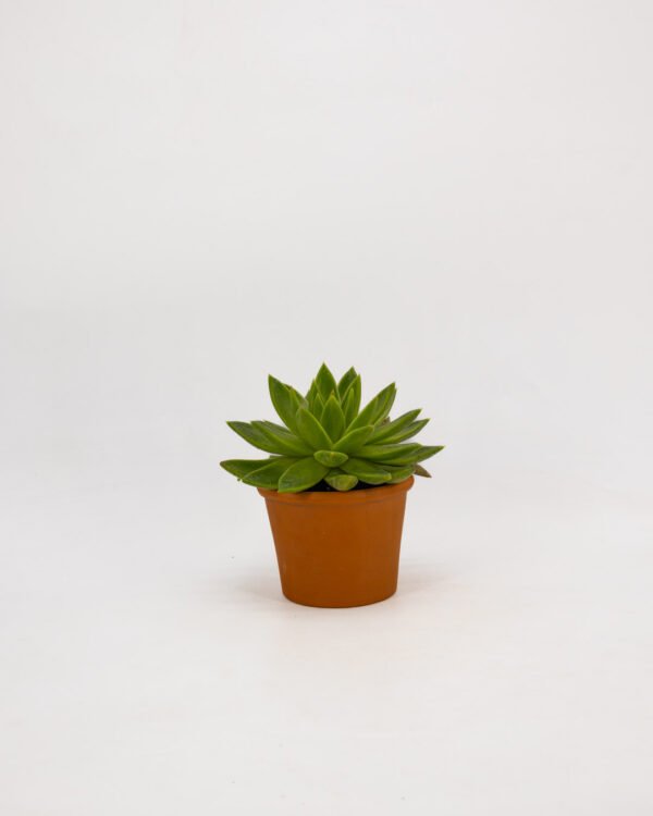 Echeveria agavoides - immagine 1