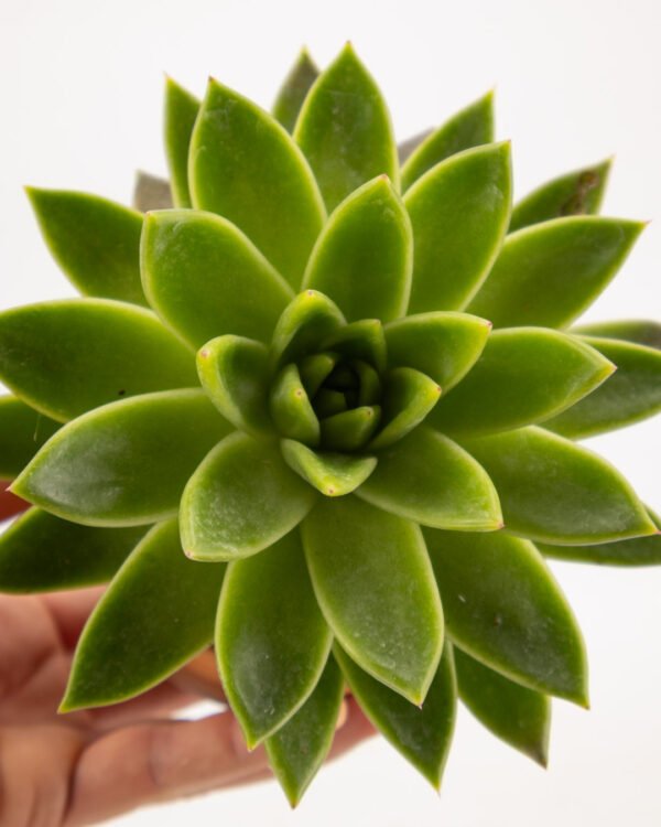 Echeveria agavoides - immagine 3