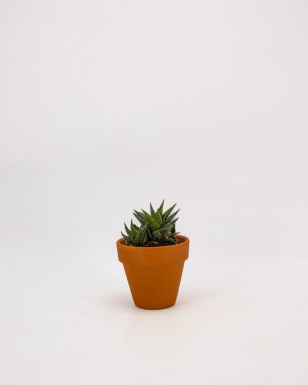 Haworthia limifolia - immagine 3