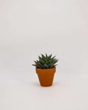 Haworthia limifolia