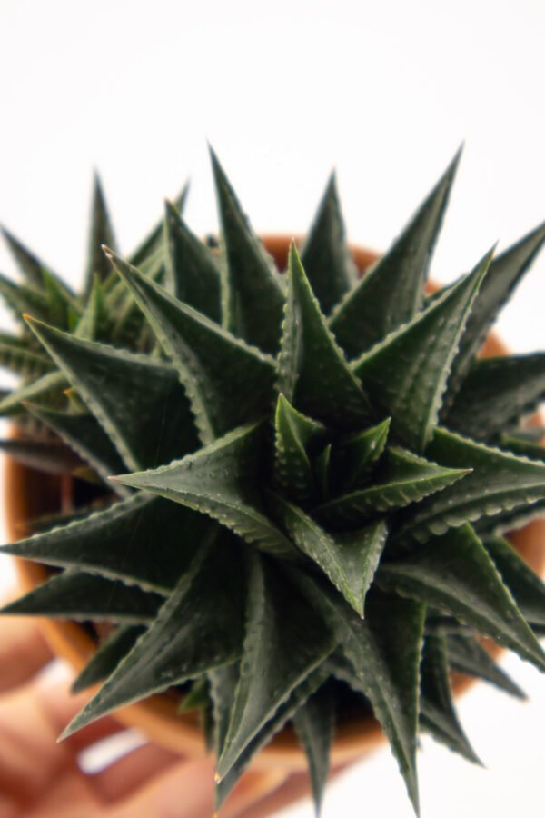 Haworthia limifolia - immagine 2