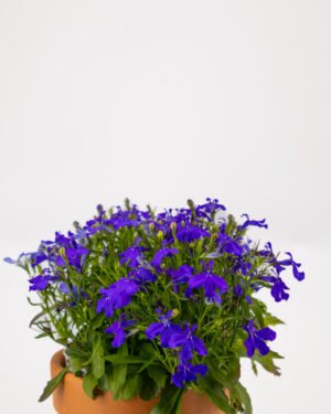 Lobelia - immagine 2