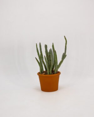 Senecio pendulus
