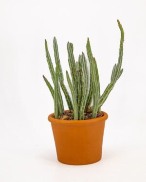 Senecio pendulus - immagine 3