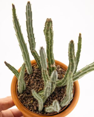 Senecio pendulus - immagine 2