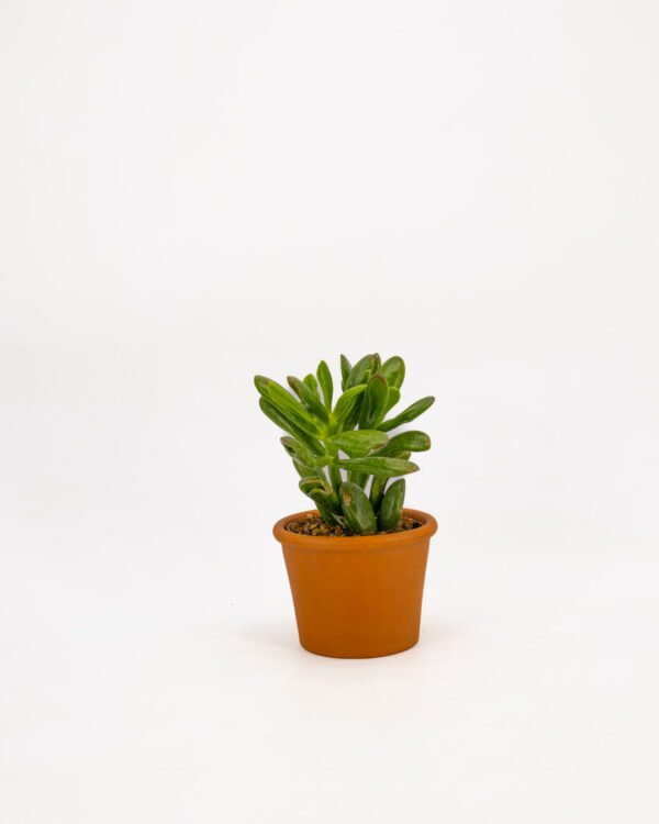 Crassula 'Gollum' - immagine 1