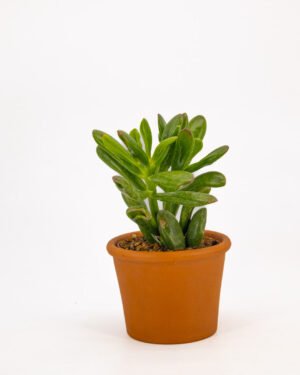 Crassula 'Gollum' - immagine 3