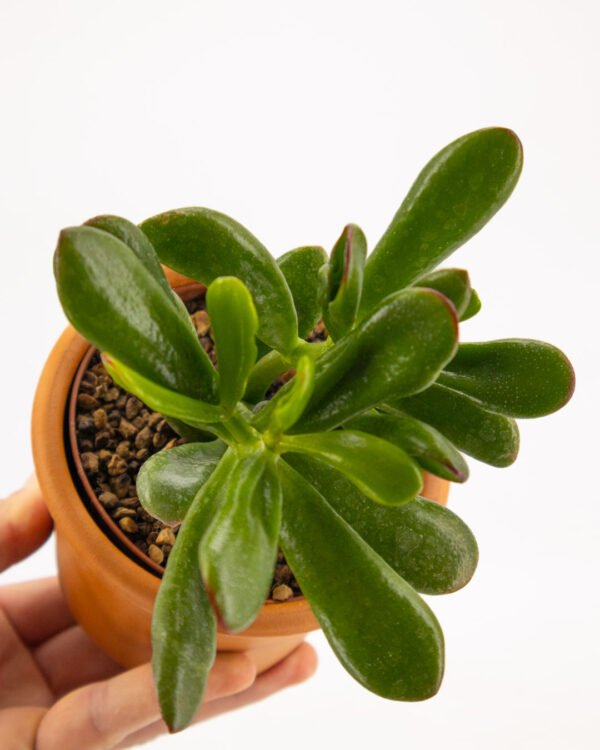 Crassula 'Gollum' - immagine 2