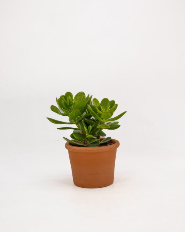 Albero di Giada - immagine 1