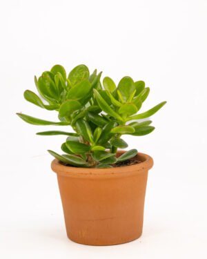 Albero di Giada - immagine 3