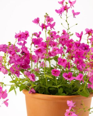 Diascia - immagine 2