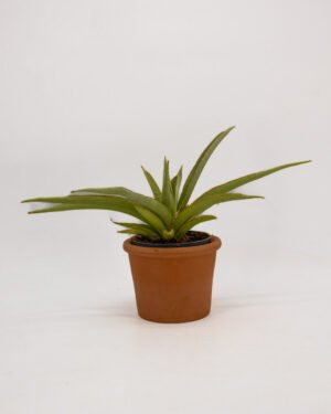 Sansevieria 'Silver Syreni'