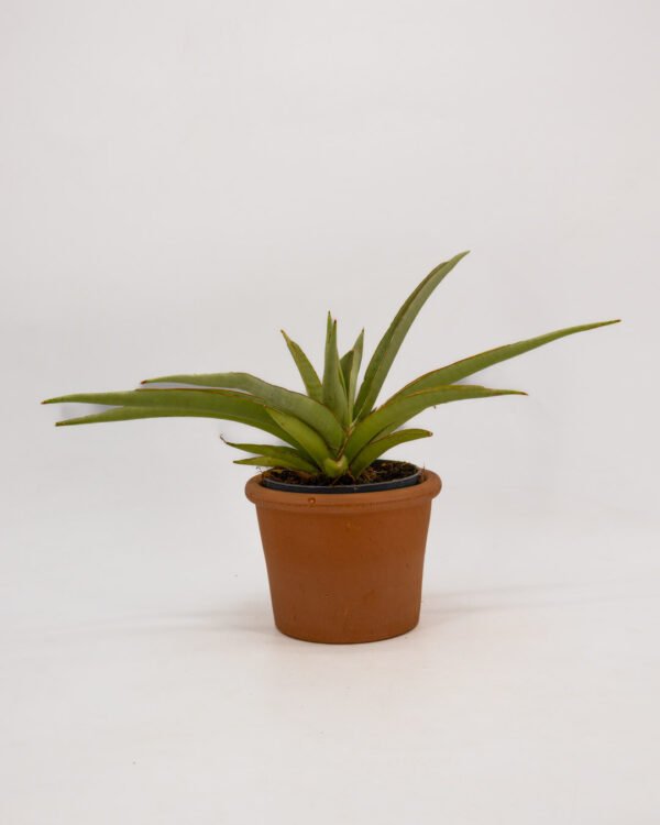 Sansevieria 'Silver Syreni' - immagine 1