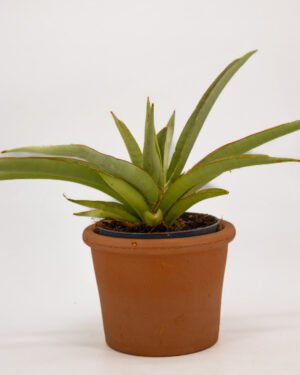 Sansevieria 'Silver Syreni' - immagine 3