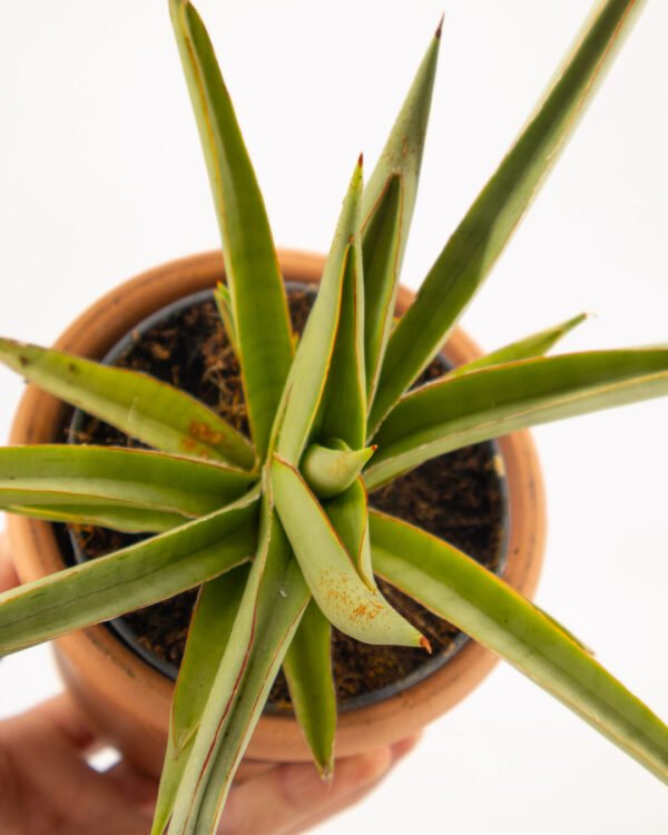 Sansevieria 'Silver Syreni' - immagine 2