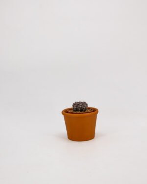 Gymnocalycium anisitsii