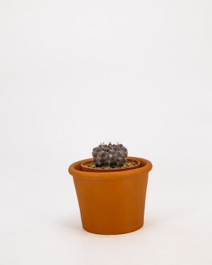 Gymnocalycium anisitsii - immagine 2