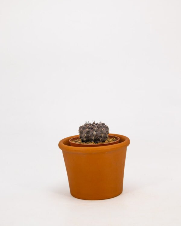 Gymnocalycium anisitsii - immagine 2