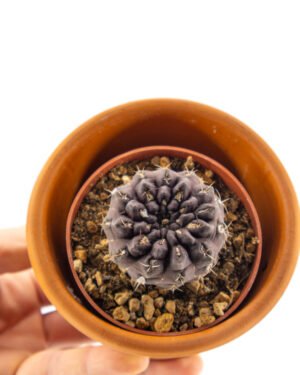 Gymnocalycium anisitsii - immagine 3