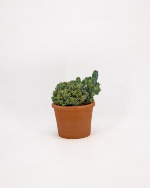 Myrtillocactus geometrizans cv.Strictum F.Cristata