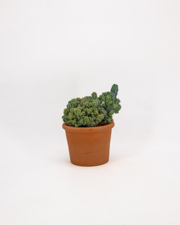 Myrtillocactus geometrizans cv.Strictum F.Cristata - immagine 1