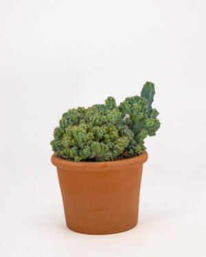 Myrtillocactus geometrizans cv.Strictum F.Cristata - immagine 3