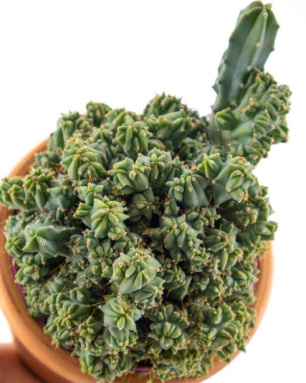 Myrtillocactus geometrizans cv.Strictum F.Cristata - immagine 2