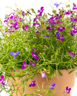 Lobelia trixi - immagine 3