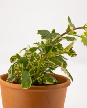 Incenso - immagine 2