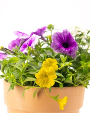 Trixi mix - immagine 3