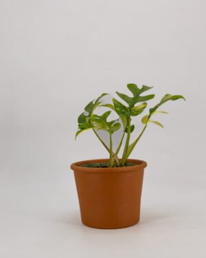 Rhaphidophora tetrasperma 'Variegata' - immagine 3