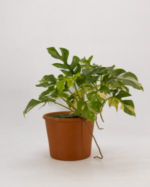 Rhaphidophora tetrasperma 'Variegata' - immagine 2